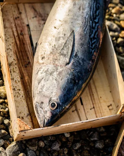 Il pescato dello Stretto